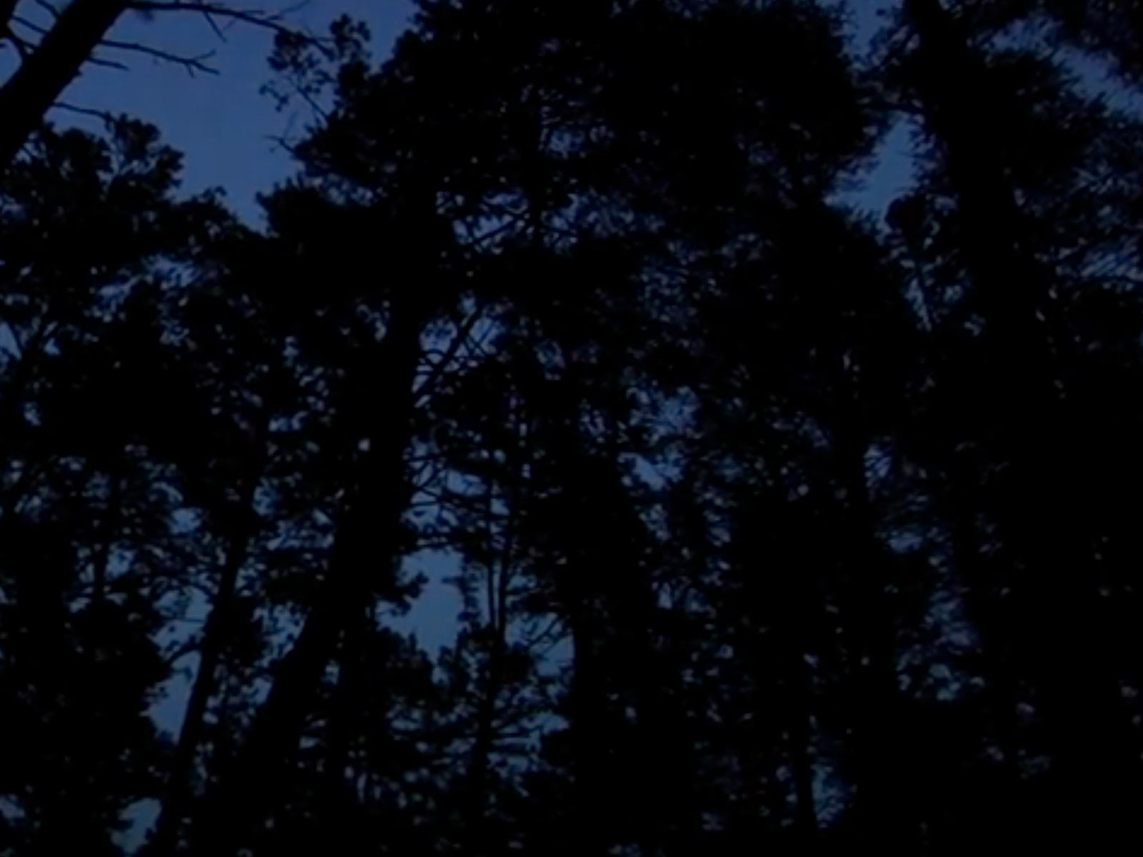 Watch A Pine Barrens Adventure: Trailer 1 for the Cloud People motion picture Wild Refuge